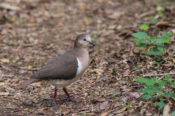 The Grenada dove