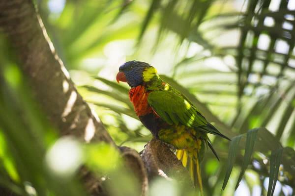 Vanuatu citizenship by investment: multicolor lorikeets