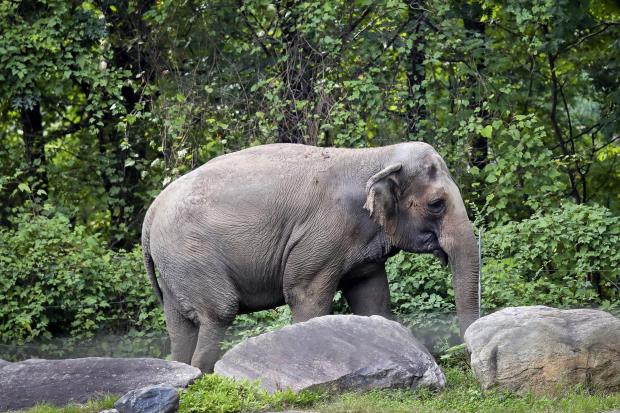 布朗克斯動物園一隻名叫